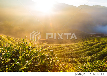 Tea plantation field morning sun rise golden light 71616514