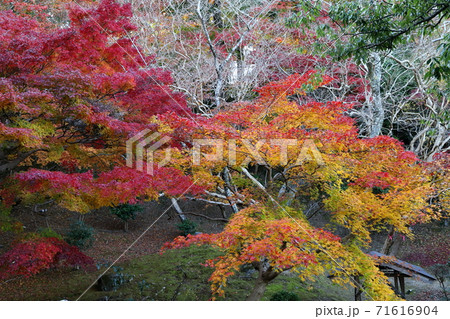 紅葉 71616904
