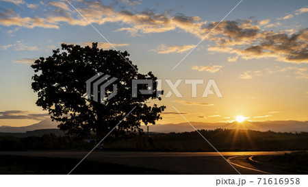 朝日とセブンスターの木　北海道美瑛町 71616958