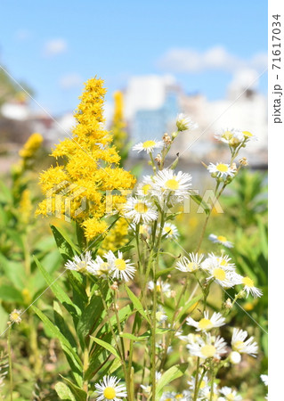 セイタカアワダチソウ セイタカアワダチソウ 71617034