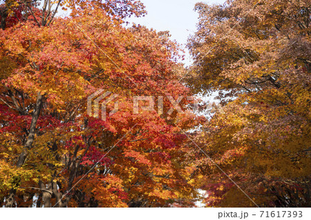 紅葉 ソウル 秋 71617393