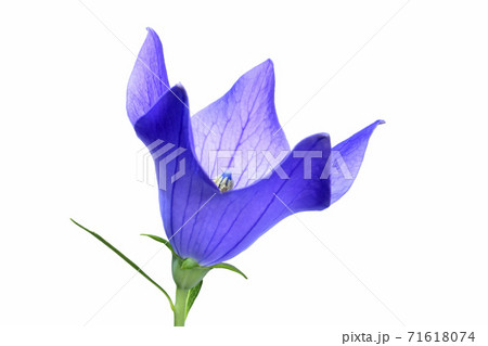 桔梗の花  秋の七草のひとつ (fix撮影) 桔梗の花  秋の七草のひとつ (fix撮影) 71618074