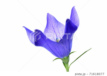 桔梗の花  秋の七草のひとつ (fix撮影) 桔梗の花  秋の七草のひとつ (fix撮影) 71618077