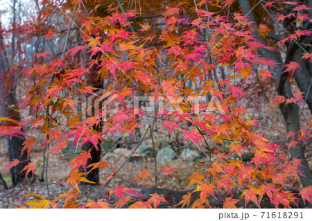 紅葉 カエデ 植物 71618291