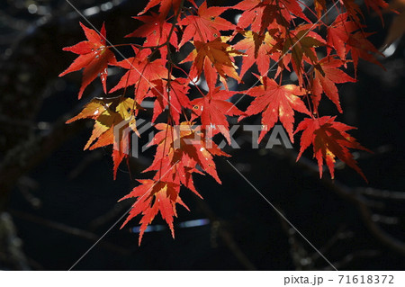 イロハモミジの紅葉の写真素材