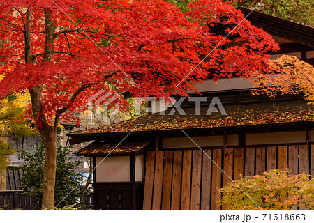 みちのくの小京都 角館武家屋敷の紅葉 みちのくの小京都 角館武家屋敷の紅葉 71618663