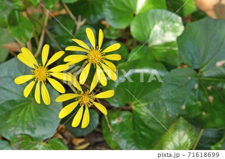 植物：ツワブキ　キク科 71618699