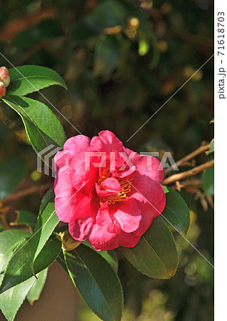 樹木：ツバキ　ツバキ科 71618703