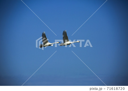 コハクチョウの飛翔 71618720