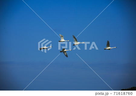 コハクチョウの飛翔 71618760