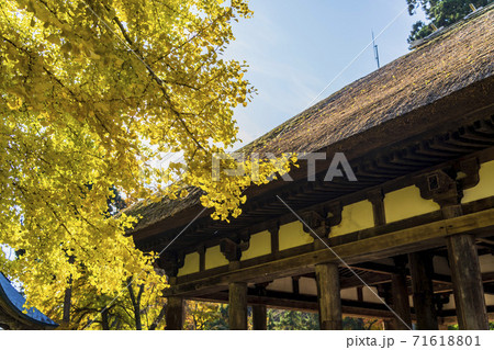 新宮熊野神社　長床の大銀杏　福島県喜多方市 71618801