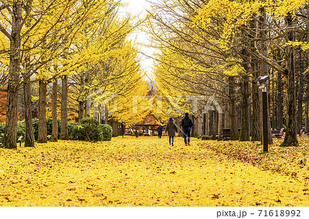 山形県総合運動公園のいちょう並木　落ち葉のじゅうたん　山形県天童市　 71618992