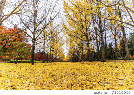 山形県総合運動公園のいちょう並木　落ち葉のじゅうたん　山形県天童市　 71619010