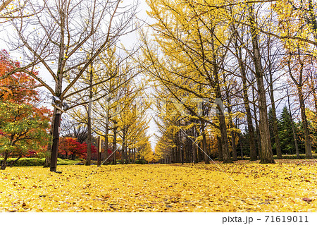 山形県総合運動公園のいちょう並木　落ち葉のじゅうたん　山形県天童市　 71619011