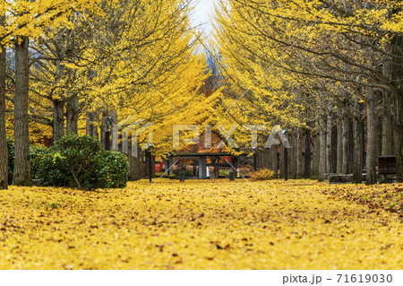 山形県総合運動公園のいちょう並木 落ち葉のじゅうたん 山形県天童市 山形県総合運動公園のいちょう並木 落ち葉のじゅうたん 山形県天童市 71619030