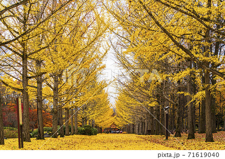 山形県総合運動公園のいちょう並木　落ち葉のじゅうたん　山形県天童市　 71619040