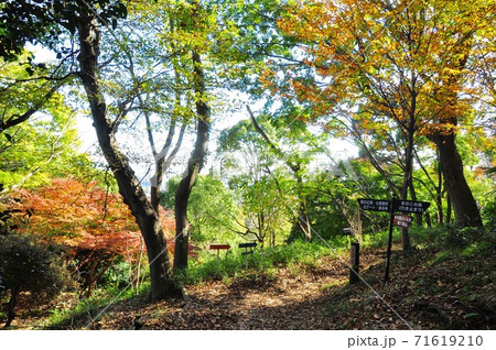 神奈川県厚木市 飯山白山森林公園もみじスポット 桜山と北ゲート分岐の紅葉  神奈川県厚木市 飯山白山森林公園もみじスポット 桜山と北ゲート分岐の紅葉  71619210