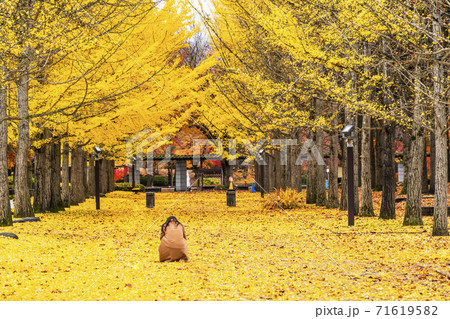 山形県総合運動公園のいちょう並木　女性の後ろ姿　山形県天童市　 71619582