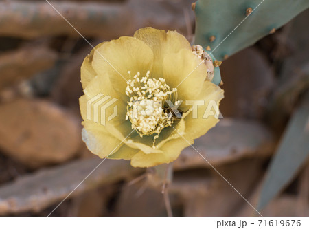 Prickly Pear Cactus with Yellow Flower in Ayia Napa coast in Cyprus. Opuntia, ficus-indica, Indian fig opuntia, barbary fig, blooming cactus pear Prickly Pear Cactus with Yellow Flower in Ayia Napa coast in Cyprus. Opuntia, ficus-indica, Indian fig opuntia, barbary fig, blooming cactus pear 71619676