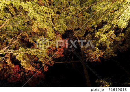 紅葉のライトアップ 天守閣自然公園 仙台市太白区の写真素材