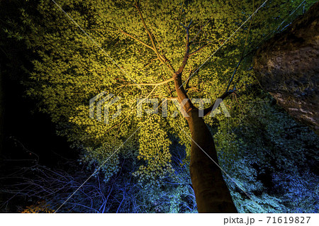 紅葉のライトアップ　天守閣自然公園　仙台市太白区 71619827