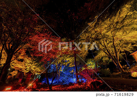紅葉のライトアップ 天守閣自然公園 仙台市太白区 紅葉のライトアップ 天守閣自然公園 仙台市太白区 71619829
