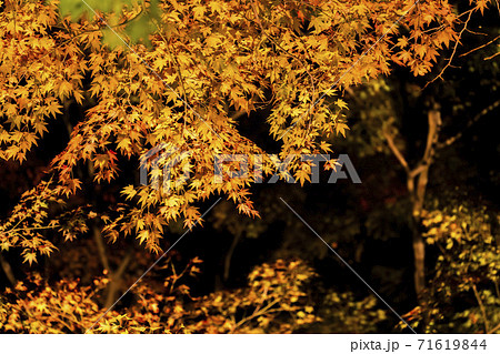 紅葉のライトアップ 天守閣自然公園 仙台市太白区の写真素材