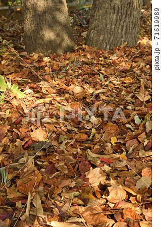 樹木の紅葉 樹木の紅葉 71619989