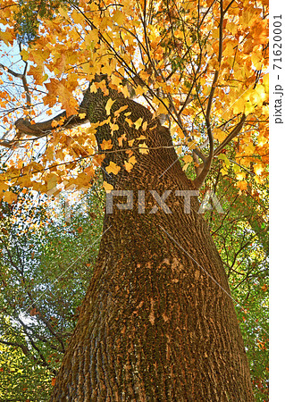 樹木：ユリノキ　モクレン科 71620001