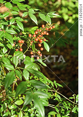 樹木：ナンテン　メギ科 71620014