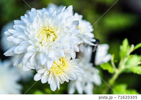 白い菊の花の写真素材