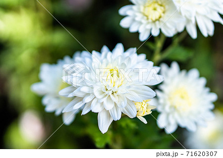 白い菊の花の写真素材