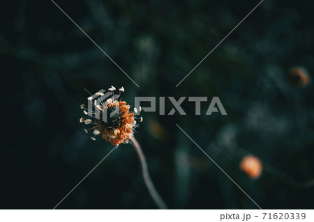 Close-up of a wasted an isolated flower only with its stamens 71620339