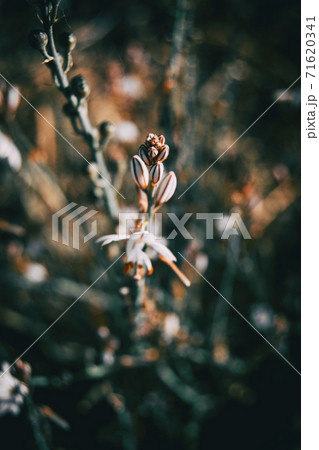 Some asphodelus buds on the top of a stem taken on a high-angle shot 71620341