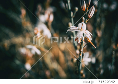 Close-up of a white asphodelus flower on a stem Close-up of a white asphodelus flower on a stem 71620342