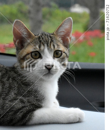 仔猫と車でお出かけ!佐倉ふるさと広場 仔猫と車でお出かけ!佐倉ふるさと広場 71620752