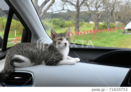 仔猫と車でお出かけ!佐倉ふるさと広場 仔猫と車でお出かけ!佐倉ふるさと広場 71620753