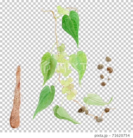 Dioscorea japonica ヤマノイモ（むかごとじねんじょ） 71620754