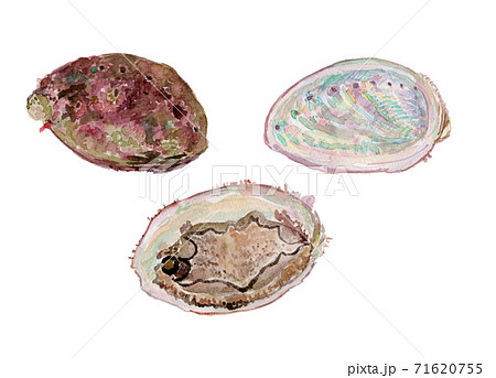 Haliotis アワビ 71620755