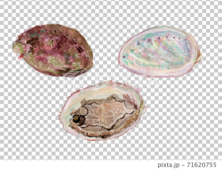 Haliotis アワビ 71620755