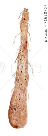 Dioscorea japonica ヤマノイモ（じねんじょ） 71620757