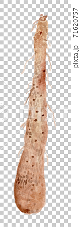 Dioscorea japonica ヤマノイモ（じねんじょ） 71620757
