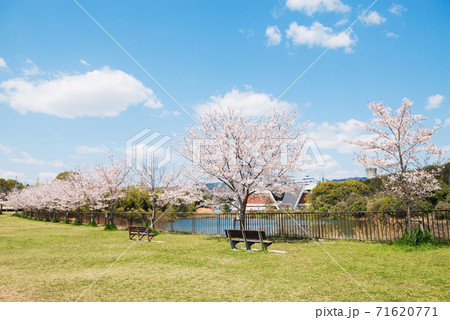 春の千里北公園 春の千里北公園 71620771