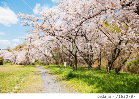 春の千里北公園 春の千里北公園 71620797