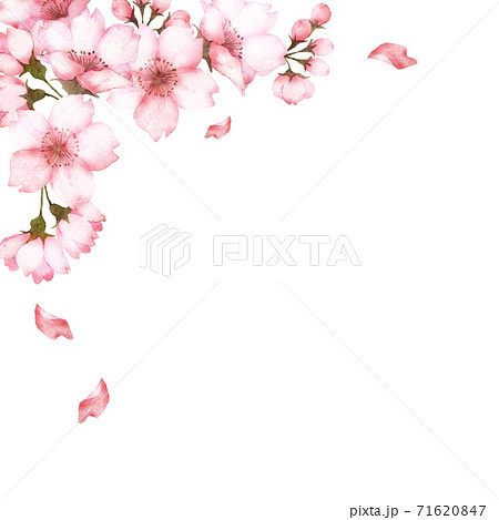 水彩の桜の花 デコレーションのイラスト素材