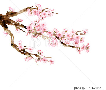水彩の桜の木のイラスト素材 水彩の桜の木のイラスト素材
