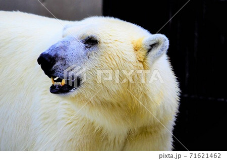 ホッキョクグマ2 71621462