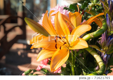 仏花 71621765