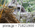 稲穂 71621900