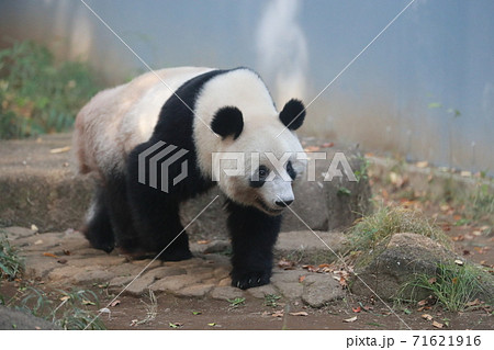 パンダ 71621916